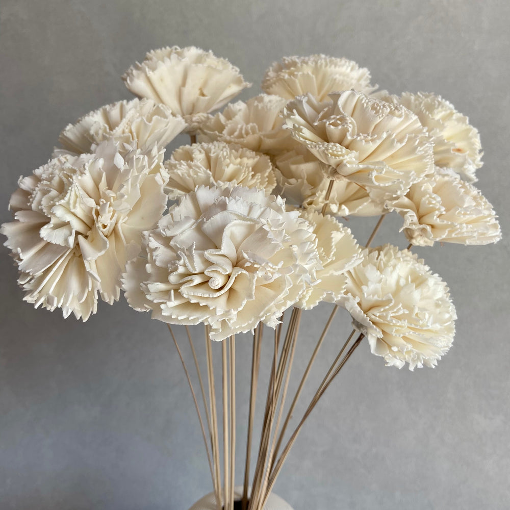 Aurelia Shola Carnations