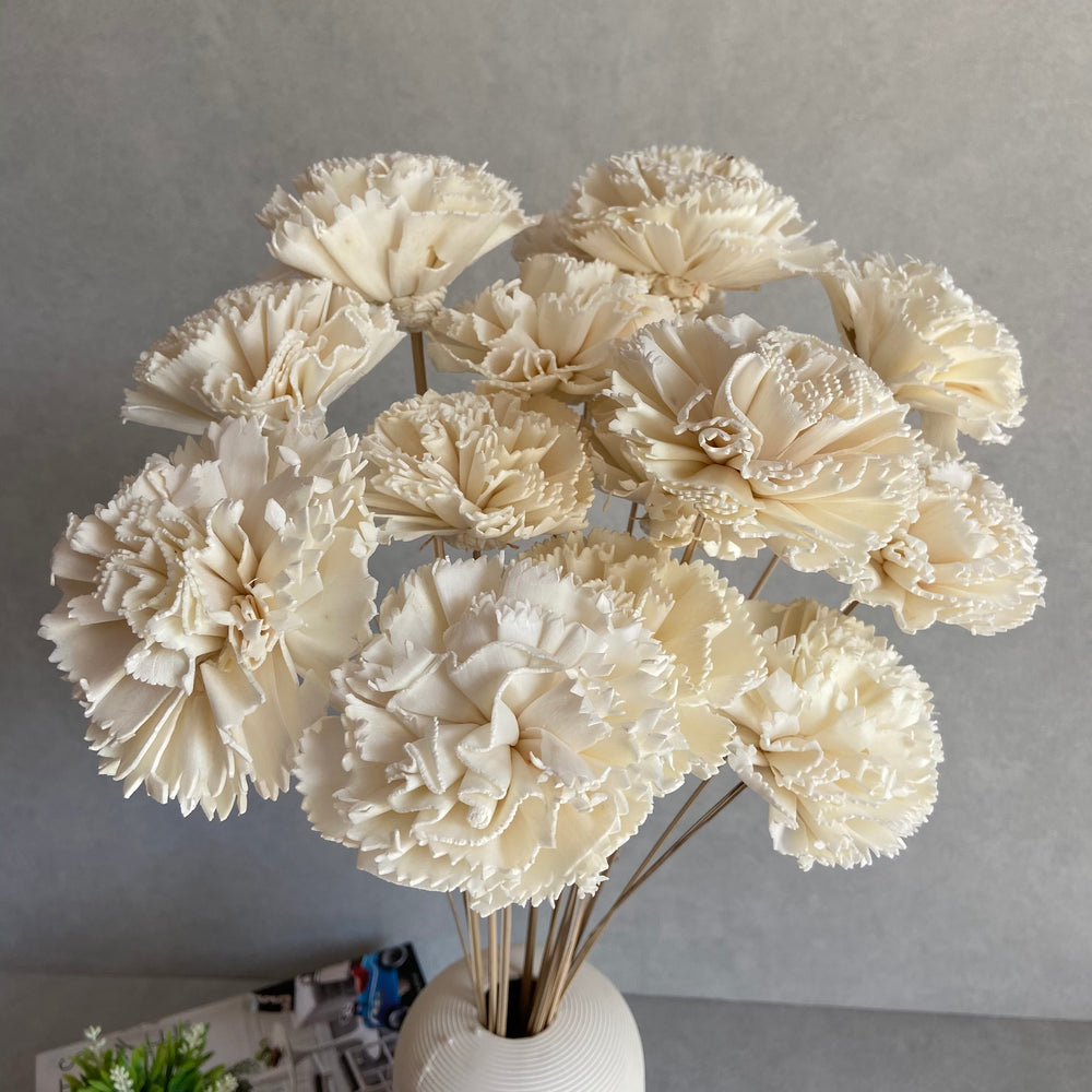 Aurelia Shola Carnations